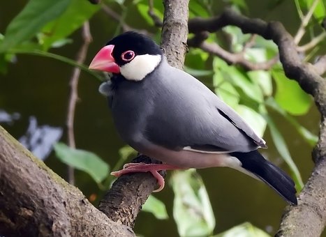 Free Java Sparrow Sparrow photo and picture