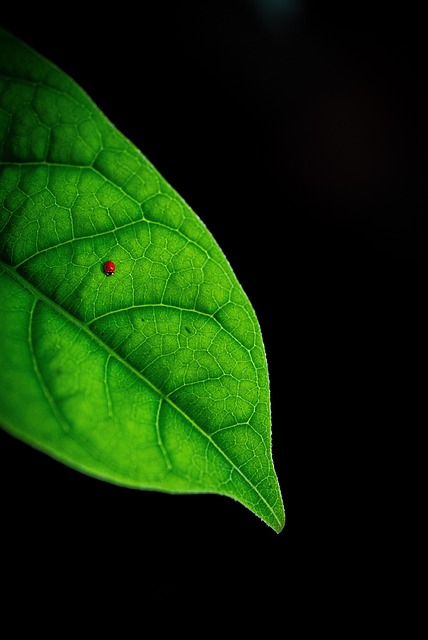 Free Leaves Nature photo and picture