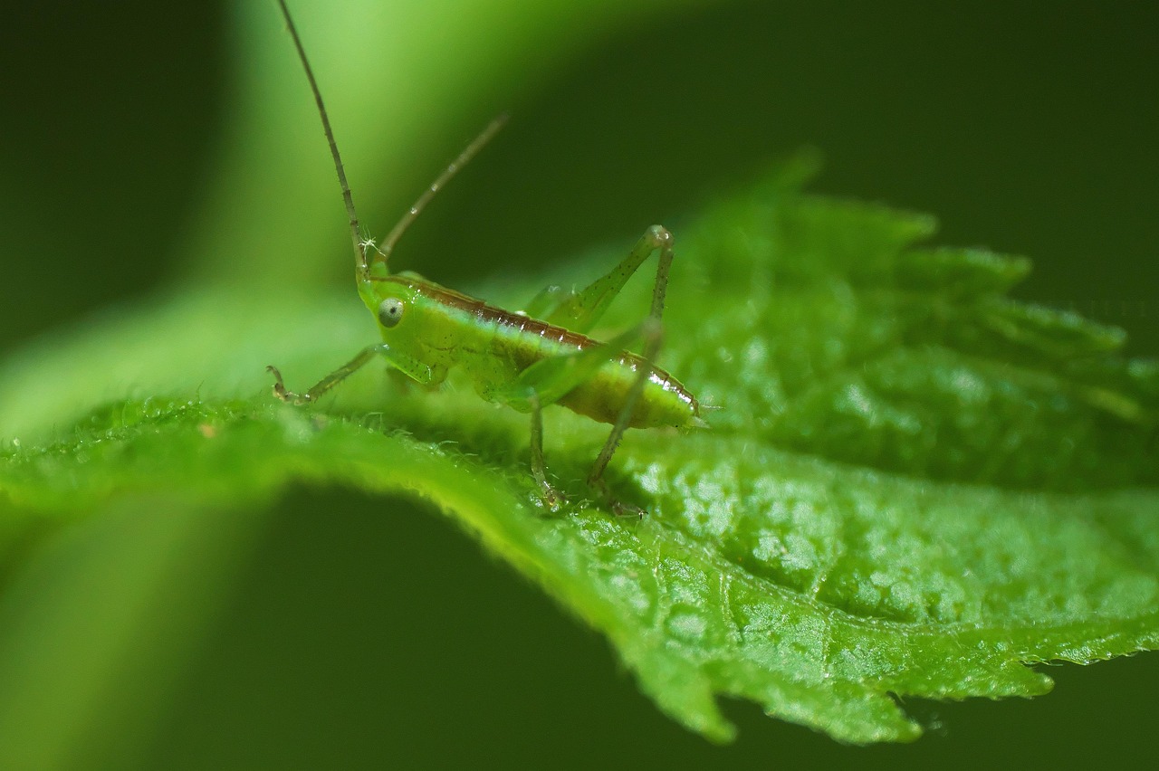 Nymth Insect Katydid Nymphe Insecte - Photo gratuite sur Pixabay - Pixabay