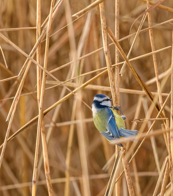 Free Eurasian Blue Tit Blue Tit photo and picture