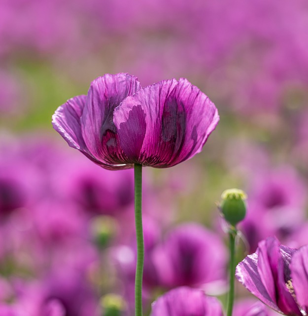 Free Flowers Poppies photo and picture