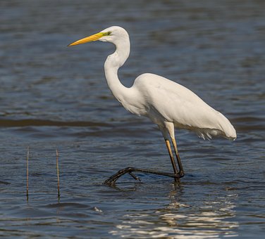 Free Great Egret Common Egret photo and picture