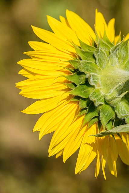 Free Sunflower Flower photo and picture