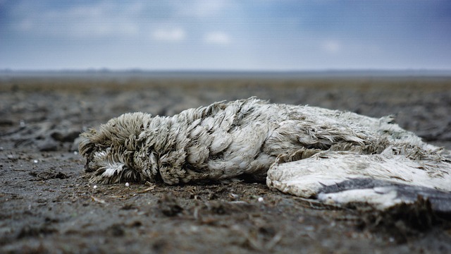 Free Bird Beach photo and picture