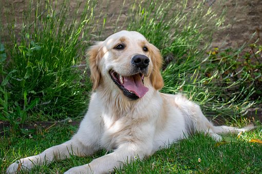 Animal, Mamifer, Câine, Canin