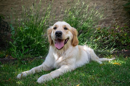 Animal, Animal De Companie, Câine