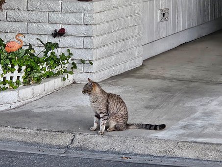 Free Cat Stray photo and picture