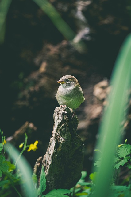 Pardal, Pássaro, Natureza