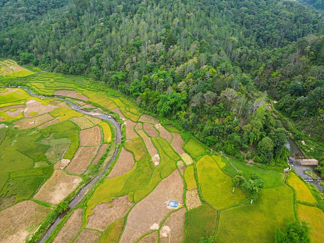 Free Mountain Rice photo and picture