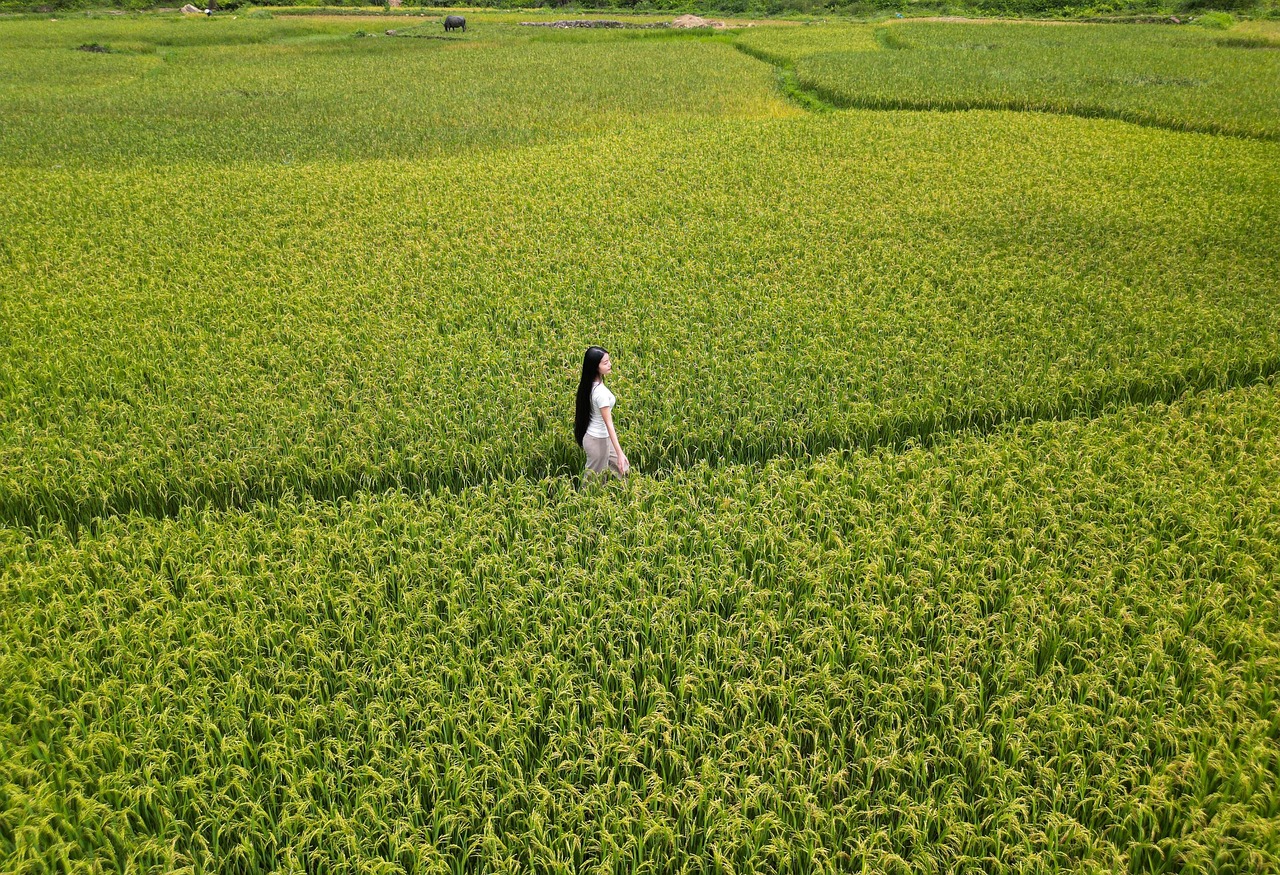Woman Rice Mountains - Free photo on Pixabay - Pixabay