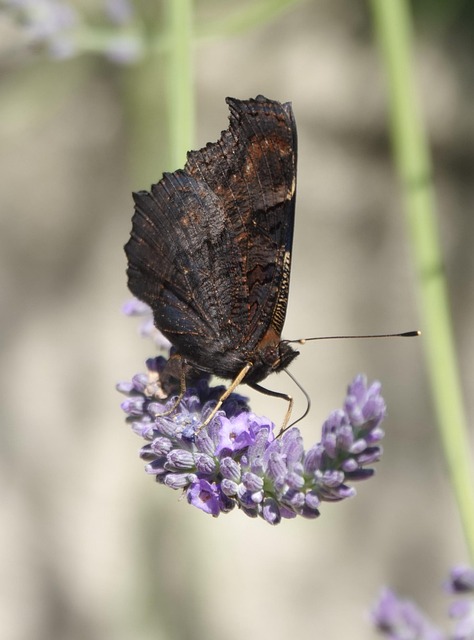Lavanda, Borboleta, Jardim