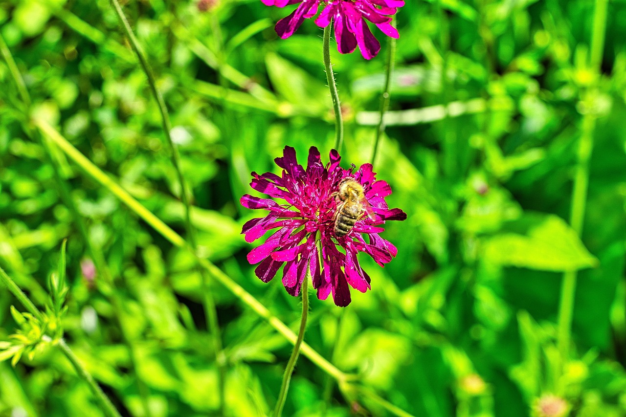 Nature Blossom Bloom - Free photo on Pixabay