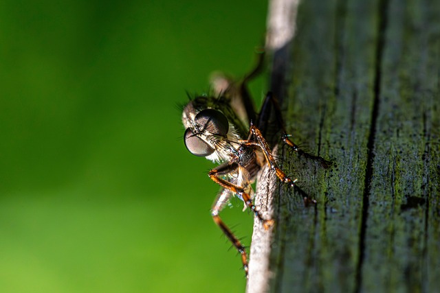 Free Robberfly Parasite photo and picture