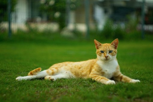 Free Animal Cat photo and picture