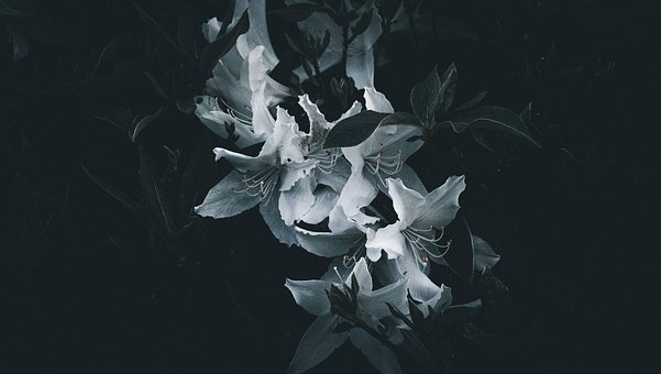 Free Vacuity Flower photo and picture