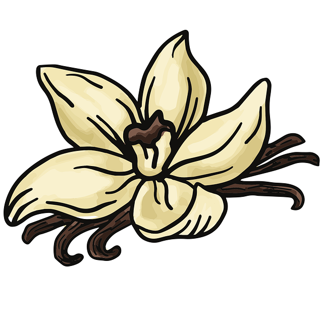 Free Vanilla Component vector and picture