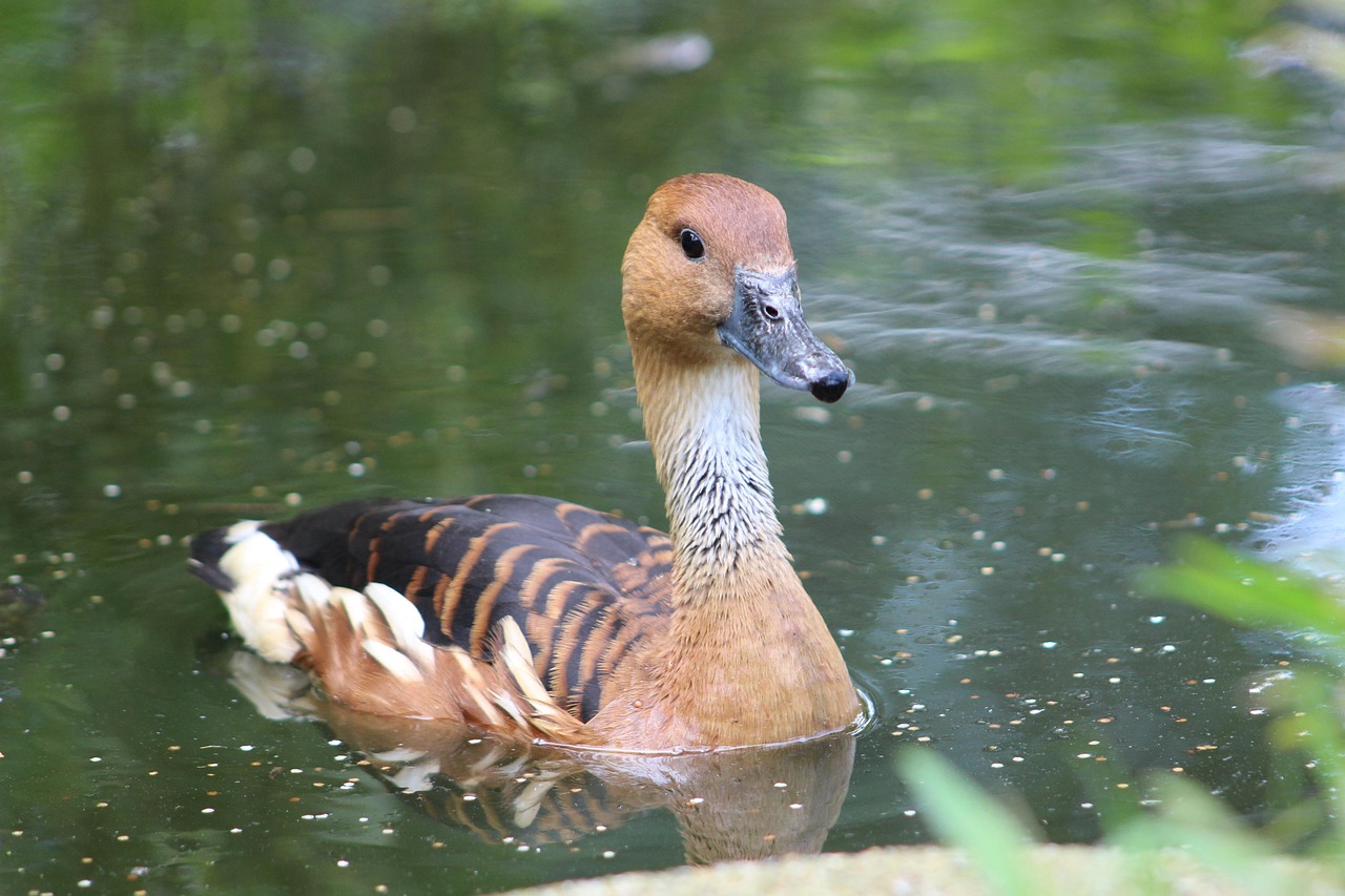 Download free HD stock image of Duck Bird Free Duck Bird photo and picture