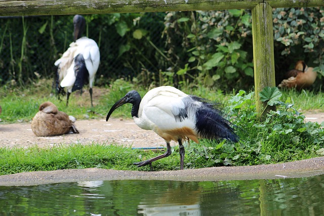 Ibis, Pájaro, Fauna Silvestre, Plumaje