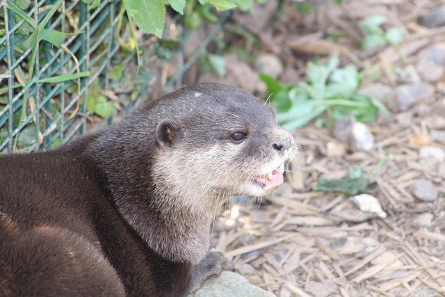 Free Otter Nature photo and picture