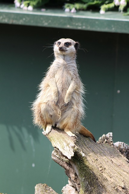 Free Meerkat Zoo photo and picture