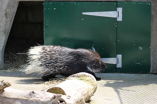 Free Porcupine Quills photo and picture