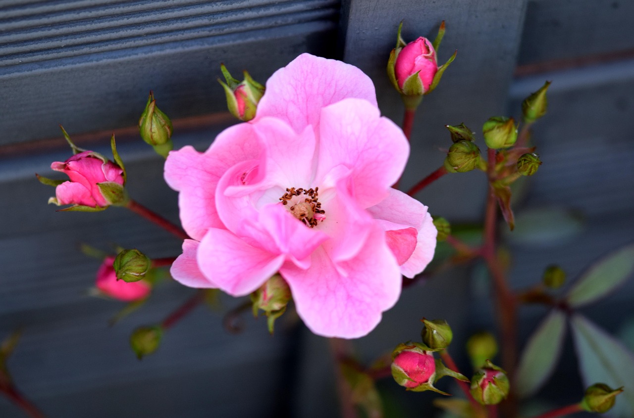 Des Roses De Buisson Rose - Photo gratuite sur Pixabay