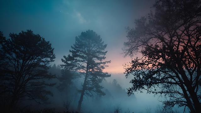 Free ai generated forest fog illustration