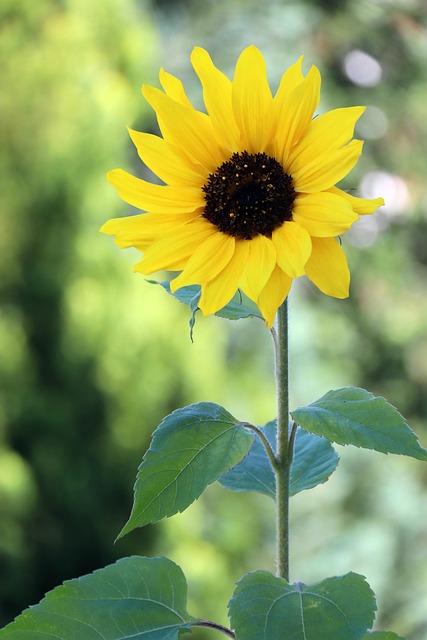 sunflower-8854824_640.jpg