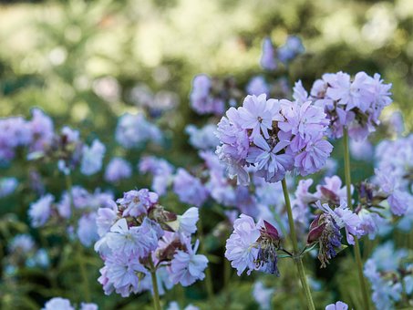 Soapwort, Saponaria, Officinalis