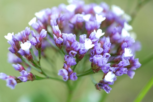 Free Blossoms Flower photo and picture