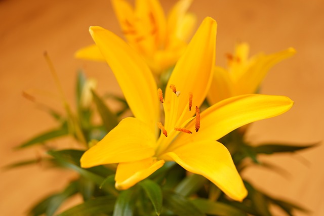 Free Flower Lily photo and picture