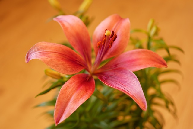 Free Lily Flower photo and picture