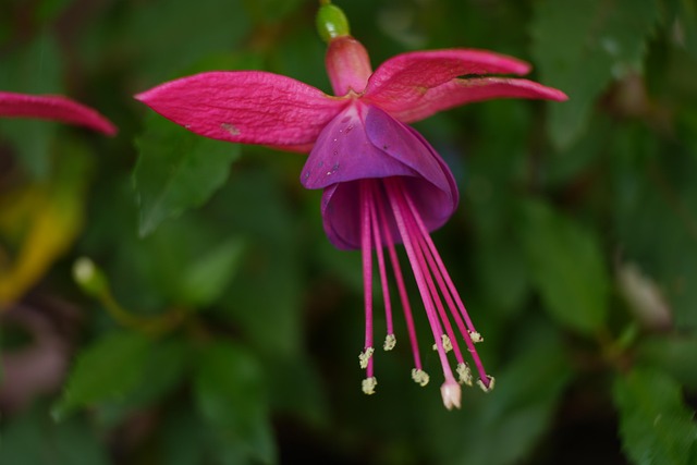 Free Blossom Bloom photo and picture