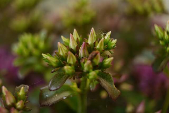 Free Bud Plant photo and picture