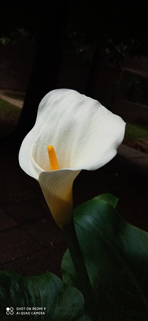 Free Gannets Flower photo and picture