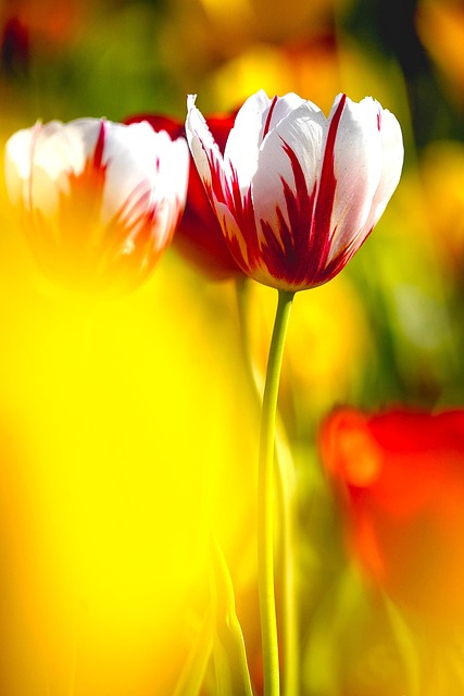Blomster, Tulipaner, Anlegg, Kronblad