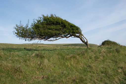 Free Tree Nature photo and picture