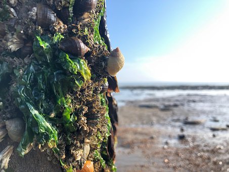 Free Sea Ocean photo and picture