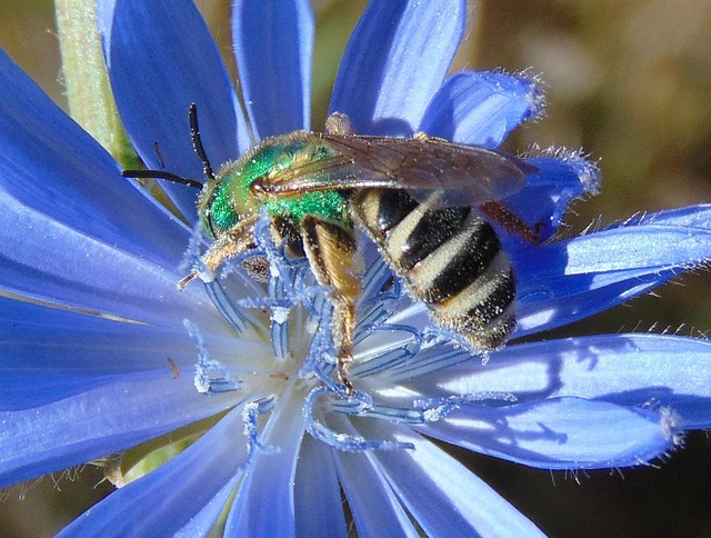 Insecte Abeille Pollinisation - Photo gratuite sur Pixabay - Pixabay