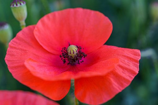 Free Flower Poppy photo and picture