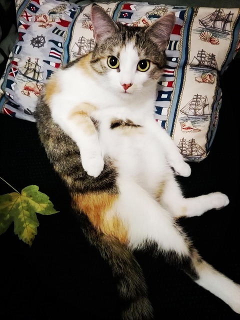 Kat, Kitten, Herfst, Blad, Oog, Kijk