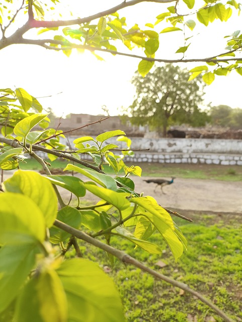 Free Leaf Nature photo and picture