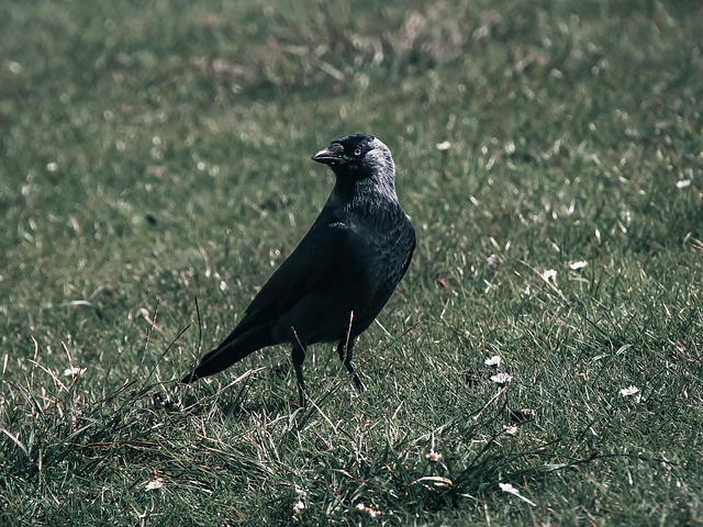 Free Bird Ornithology photo and picture