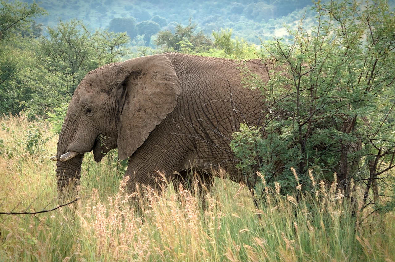 African wildlife in a natural savanna landscape