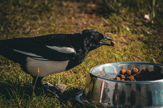 Free Magpie Dog Food photo and picture