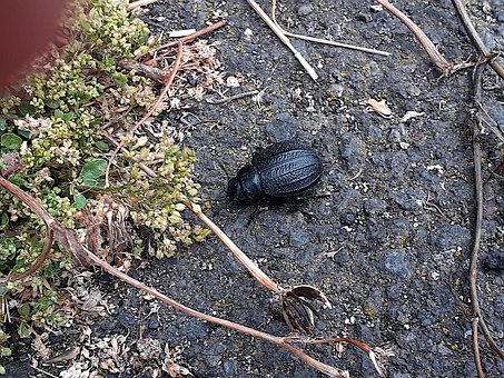 Bille, Insekt, Natur, Dyr, Anlegg