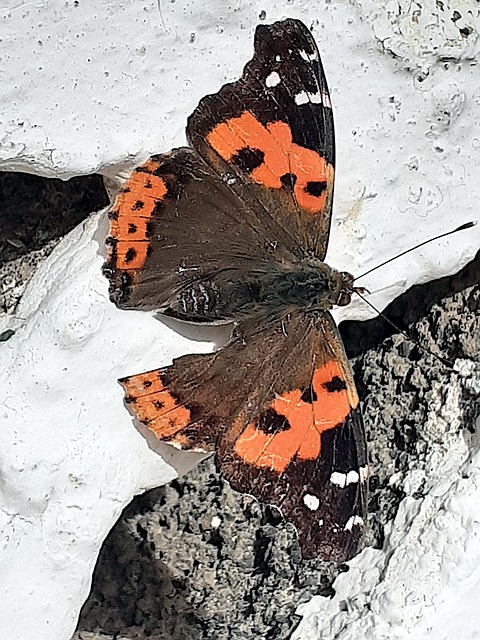 Sommerfugl, Insekt, Dyr, Fauna
