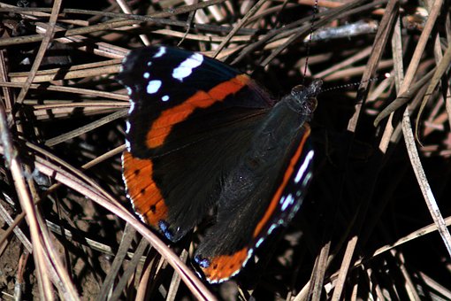 Sommerfugl, Insekt, Dyr, Fauna