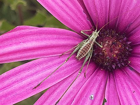 Gresshoppe, Insekt, Natur, Dyr, Blomst