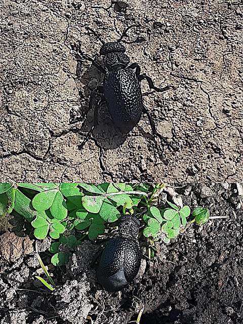 Insekt, Bille, Natur, Dyr, Fauna